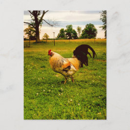 Postal Granja de gallo colorido foto de la vida