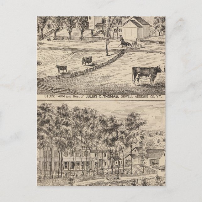 Postal Granja de ganado en Orwell Vermont (Anverso)