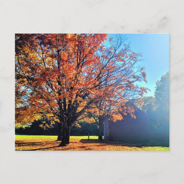 Postal Granja de granjas de otoño de Long Island New York (Anverso)