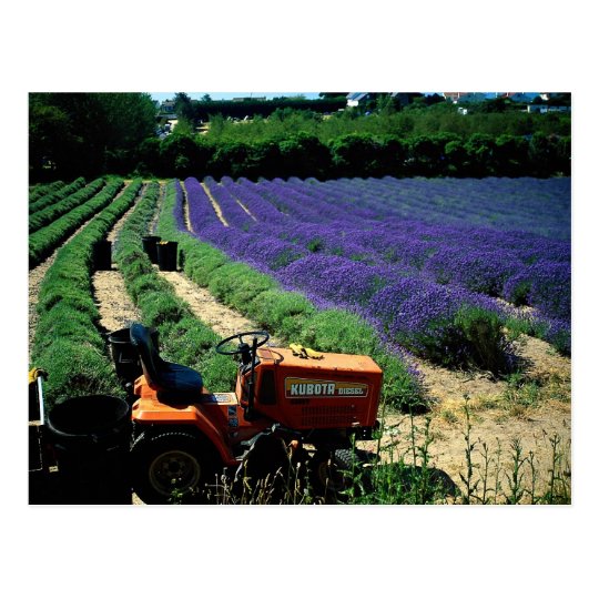 Postal Granja de la lavanda del jersey, Islas del Canal