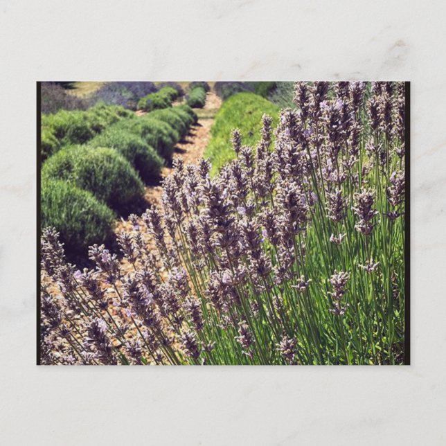 Postal Granja de lavanda (Anverso)
