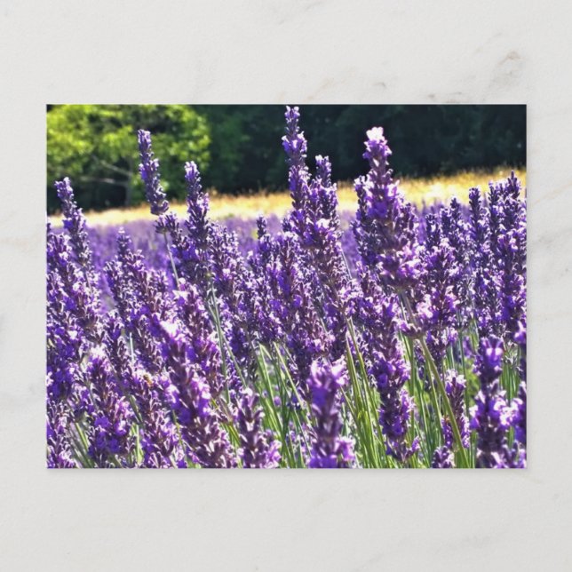 Postal Granja de lavanda (Anverso)