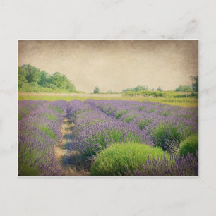 Postal Granja de lavanda - con problemas