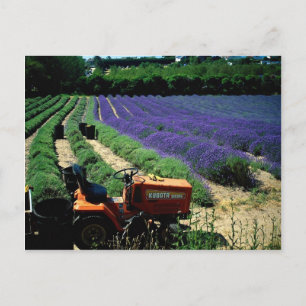 Postal Granja de lavanda de Jersey, Islas del Canal de Je