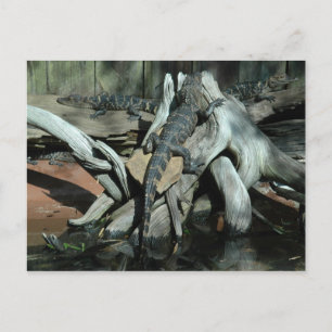 Postal Granja de ligadores