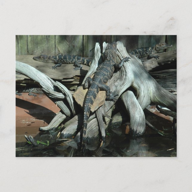 Postal Granja de ligadores (Anverso)