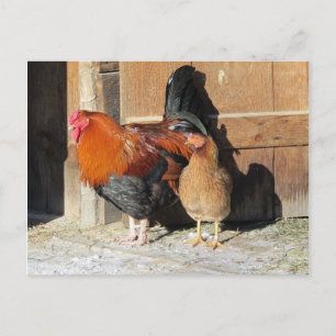 Postal Granja de pollos Gallo y Gallina
