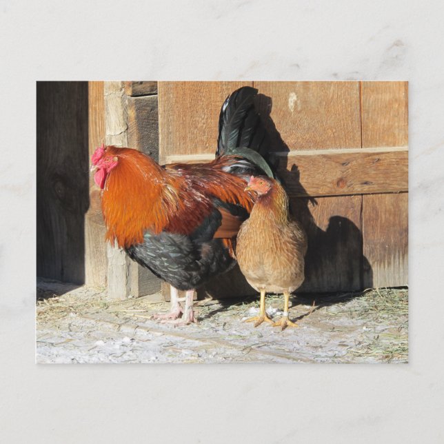 Postal Granja de pollos Gallo y Gallina  (Anverso)