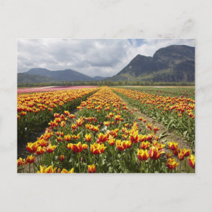 Postal Granja de tulipanes cerca de Agassiz, Columbia Bri