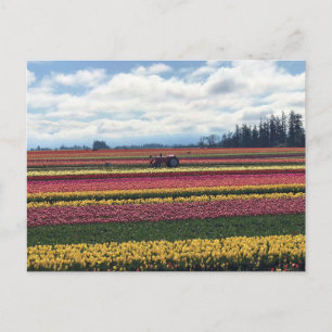Postal Granja de Tulipanes Wooden Shoe, Woodburn, Oregon