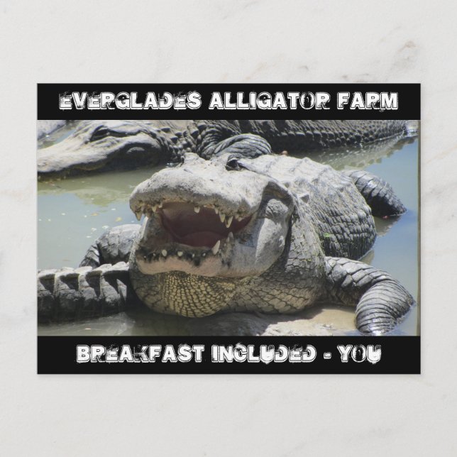 Postal Granja Everglades Alligator - desayuno incluido -  (Anverso)