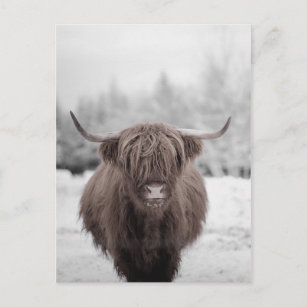 Postal Granja Rústica de la vaca Highland Scotland