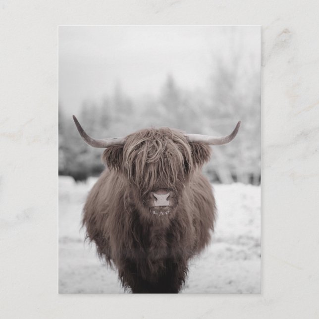 Postal Granja Rústica de la vaca Highland Scotland (Anverso)