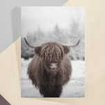 Postal Granja Rústica de la vaca Highland Scotland<br><div class="desc">Este diseño se puede personalizar eligiendo la opción Editar diseño. También puede transferir a otros artículos. Póngase en contacto conmigo en colorflowcreations@gmail.com o utilice la opción de chat en la parte superior de la página si desea tener este diseño en otro producto o necesita ayuda. Ver más de mis diseños...</div>