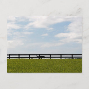 Postal Granja Stallion