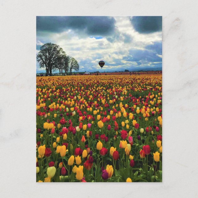 Postal Granja Tulip en Oregón (Anverso)