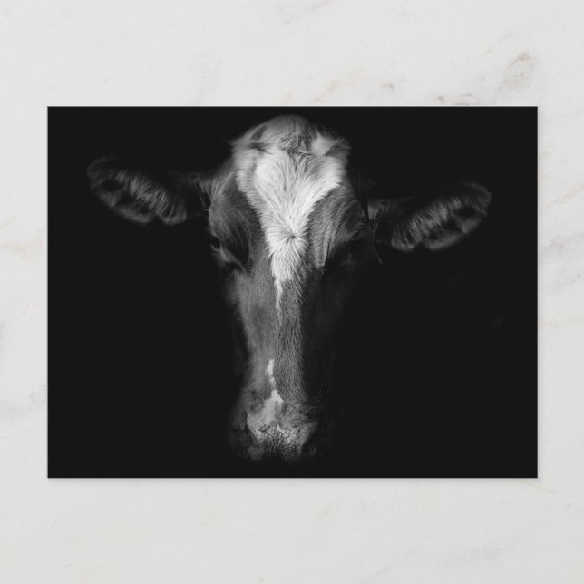 Postal Granjas | Captura de cabeza de vaca de B&W (Anverso)