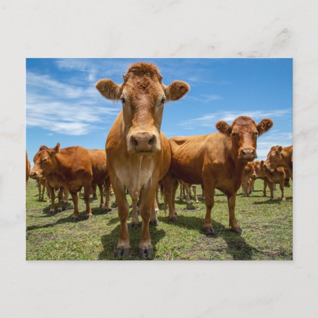 Postal Granjas | Grupo Brown Cow (Anverso)