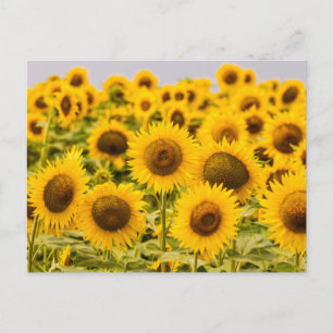 Postal Granjas Un Campo De Girasol