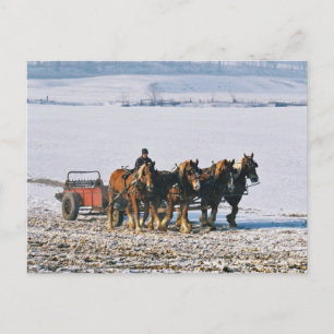 Postal Granjero Amish En Spreader-Postcard-2