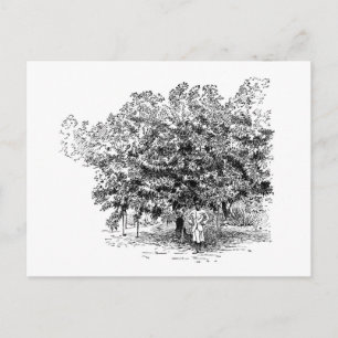 Postal Granjero del mango