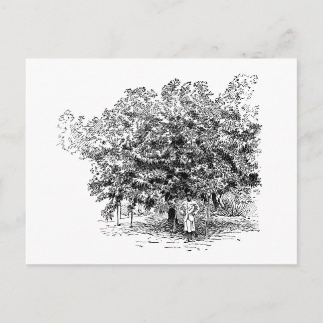 Postal Granjero del mango (Anverso)