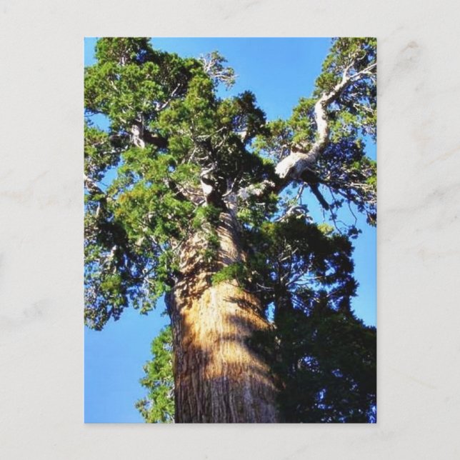 Postal Grant Trees Sequoias Bark Branks (Anverso)
