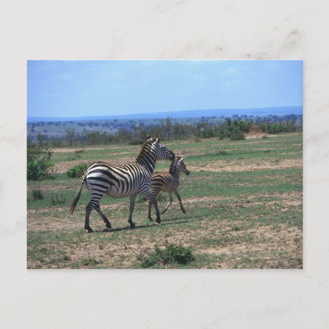 Postal Grant Zebra (Anverso)