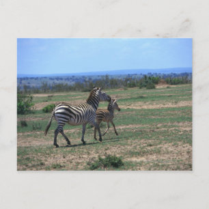 Postal Grant Zebra