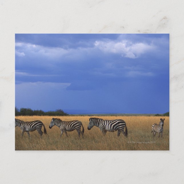 Postal Grant Zebra 2 (Anverso)