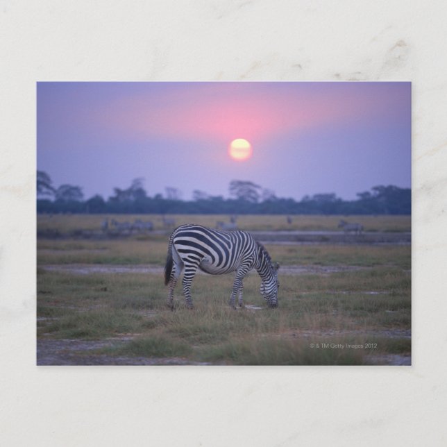 Postal Grant Zebra 3 (Anverso)
