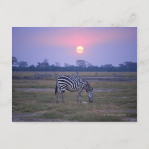 Postal Grant Zebra 3