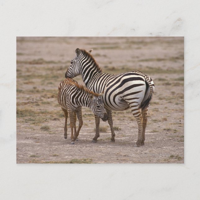 Postal Grant Zebra 3 (Anverso)