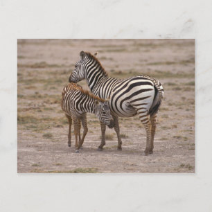 Postal Grant Zebra 3