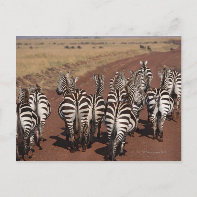 Postal Grant Zebra 4 (Anverso)
