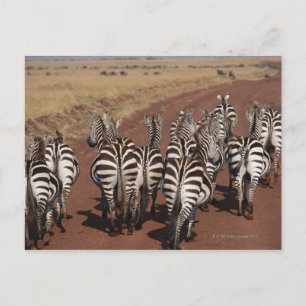 Postal Grant Zebra 4