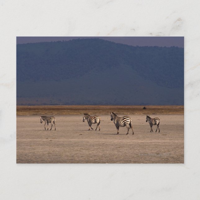 Postal Grant Zebra 4 (Anverso)