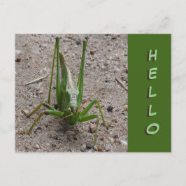 Postal Grapeador verde lindo cierra HELLO Postcard
