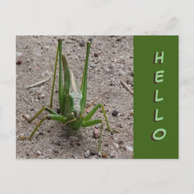 Postal Grapeador verde lindo cierra HELLO Postcard (Anverso)