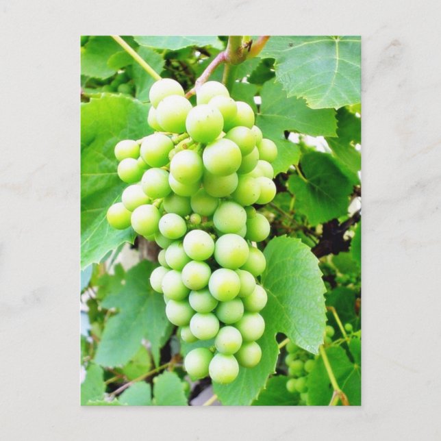 Postal Grapevina (Anverso)