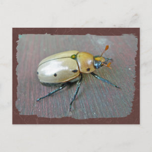 Postal Grapevine Beetle (Pelidnota punctata) Series