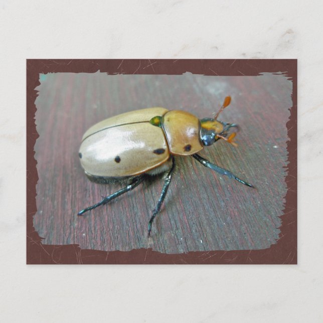 Postal Grapevine Beetle (Pelidnota punctata) Series (Anverso)