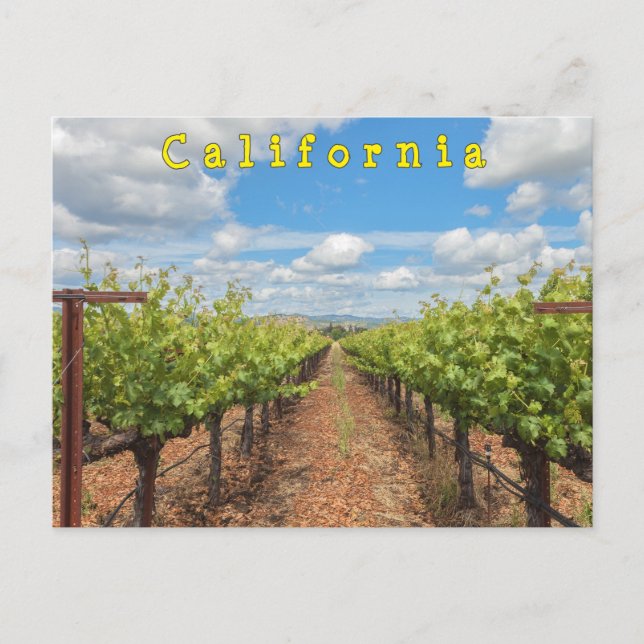 Postal Grapevines (Anverso)