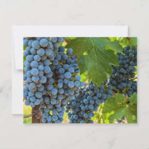 Postal Grapevines