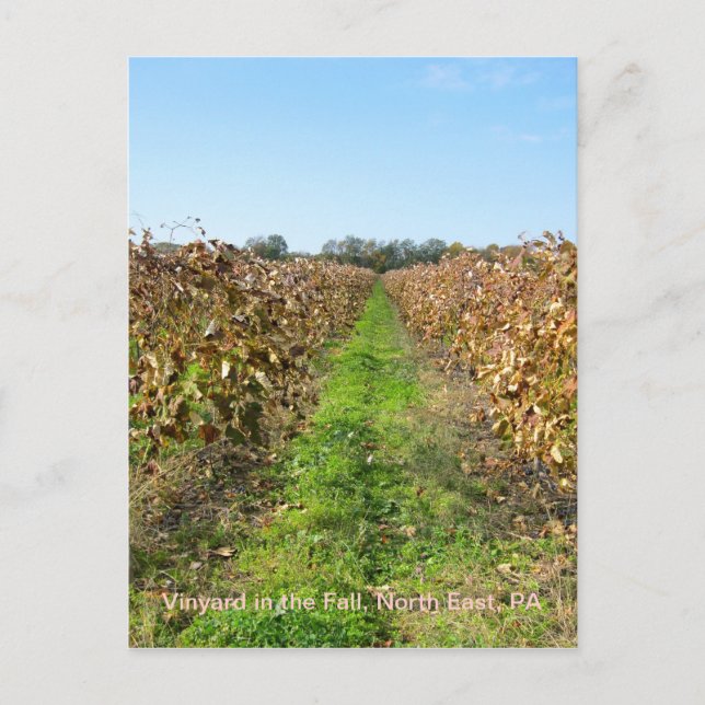 Postal Grapevines en el noreste de PA (Anverso)