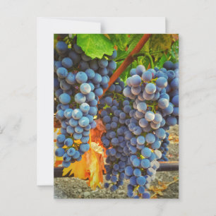 Postal Grapevines en el Valle de Napa
