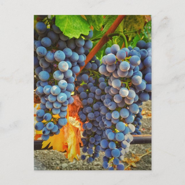 Postal Grapevines en el Valle de Napa (Anverso)