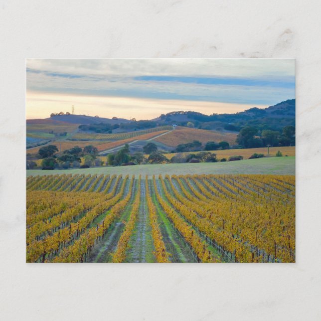 Postal Grapevines en el viñedo de Napa Valley al atardece (Anverso)