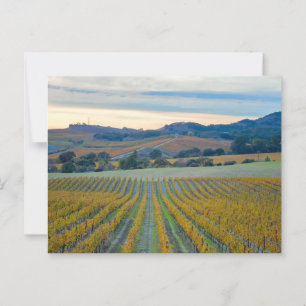 Postal Grapevines en el viñedo de Napa Valley al atardece