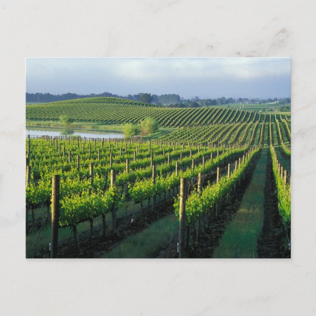 Postal Grapevines en filas impecables en Napa, California (Anverso)